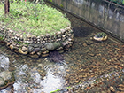 从生态池洞穴中游出的大鲵