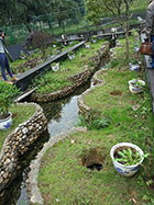 大鲵生态池1